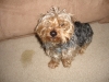 carpet cleaning grand rapids